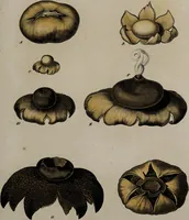 Picture 39 of 177 from [Herbier de la France, ou collection complette des plantes indigènes de ce royaume] / [Pierre Bulliard]. (1780), leaf 81