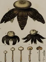 An illustration from [Herbier de la France, ou collection complette des plantes indigènes de ce royaume] / [Pierre Bulliard]. (1780)