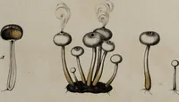 Picture 41 of 177 from [Herbier de la France, ou collection complette des plantes indigènes de ce royaume] / [Pierre Bulliard]. (1780), leaf 85