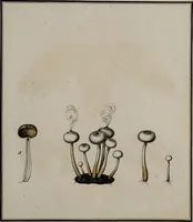 Picture 42 of 177 from [Herbier de la France, ou collection complette des plantes indigènes de ce royaume] / [Pierre Bulliard]. (1780), leaf 85