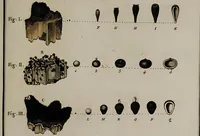 An illustration from [Herbier de la France, ou collection complette des plantes indigènes de ce royaume] / [Pierre Bulliard]. (1780)