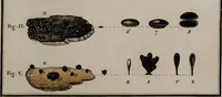 Picture 46 of 177 from [Herbier de la France, ou collection complette des plantes indigènes de ce royaume] / [Pierre Bulliard]. (1780), leaf 91