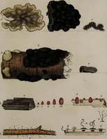 Picture 47 of 177 from [Herbier de la France, ou collection complette des plantes indigènes de ce royaume] / [Pierre Bulliard]. (1780), leaf 93