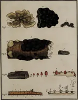 Picture 48 of 177 from [Herbier de la France, ou collection complette des plantes indigènes de ce royaume] / [Pierre Bulliard]. (1780), leaf 93
