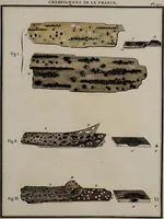 Picture 51 of 177 from [Herbier de la France, ou collection complette des plantes indigènes de ce royaume] / [Pierre Bulliard]. (1780), leaf 99