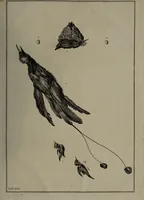 Picture 25 of 25 from Museum Britannicum; or, a display ... in [sic] antiquities and natural curiosities, in ... the British Museum .... / [Jan van Rymsdyk]. (1791), leaf 179
