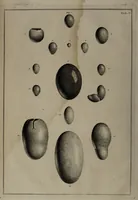 Picture 3 of 25 from Museum Britannicum; or, a display ... in [sic] antiquities and natural curiosities, in ... the British Museum .... / [Jan van Rymsdyk]. (1791), leaf 60