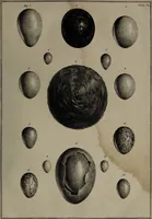 Picture 4 of 25 from Museum Britannicum; or, a display ... in [sic] antiquities and natural curiosities, in ... the British Museum .... / [Jan van Rymsdyk]. (1791), leaf 65