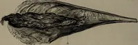 Picture 8 of 25 from Museum Britannicum; or, a display ... in [sic] antiquities and natural curiosities, in ... the British Museum .... / [Jan van Rymsdyk]. (1791), leaf 92