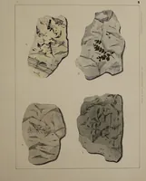 An illustration from A collection of geological facts and practical observations, intended to elucidate the formation of the Ashby Coal-field. In the parish of Ashby-de-la-Zouch and the neighbouring district; being the result of forty years' esperience and research / By Edward Mammatt. Illustrated by a map and profiles, coloured sections of the stratification and one hundred and two plates of vegetable fossils, after drewings taken from nature, by Robert Ironmonger. (1834)