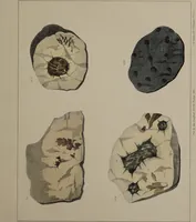 An illustration from A collection of geological facts and practical observations, intended to elucidate the formation of the Ashby Coal-field. In the parish of Ashby-de-la-Zouch and the neighbouring district; being the result of forty years' esperience and research / By Edward Mammatt. Illustrated by a map and profiles, coloured sections of the stratification and one hundred and two plates of vegetable fossils, after drewings taken from nature, by Robert Ironmonger. (1834)