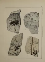 An illustration from A collection of geological facts and practical observations, intended to elucidate the formation of the Ashby Coal-field. In the parish of Ashby-de-la-Zouch and the neighbouring district; being the result of forty years' esperience and research / By Edward Mammatt. Illustrated by a map and profiles, coloured sections of the stratification and one hundred and two plates of vegetable fossils, after drewings taken from nature, by Robert Ironmonger. (1834)