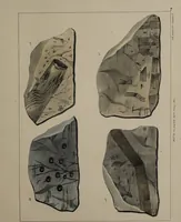 An illustration from A collection of geological facts and practical observations, intended to elucidate the formation of the Ashby Coal-field. In the parish of Ashby-de-la-Zouch and the neighbouring district; being the result of forty years' esperience and research / By Edward Mammatt. Illustrated by a map and profiles, coloured sections of the stratification and one hundred and two plates of vegetable fossils, after drewings taken from nature, by Robert Ironmonger. (1834)