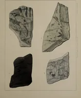 An illustration from A collection of geological facts and practical observations, intended to elucidate the formation of the Ashby Coal-field. In the parish of Ashby-de-la-Zouch and the neighbouring district; being the result of forty years' esperience and research / By Edward Mammatt. Illustrated by a map and profiles, coloured sections of the stratification and one hundred and two plates of vegetable fossils, after drewings taken from nature, by Robert Ironmonger. (1834)