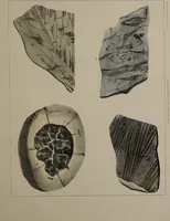 An illustration from A collection of geological facts and practical observations, intended to elucidate the formation of the Ashby Coal-field. In the parish of Ashby-de-la-Zouch and the neighbouring district; being the result of forty years' esperience and research / By Edward Mammatt. Illustrated by a map and profiles, coloured sections of the stratification and one hundred and two plates of vegetable fossils, after drewings taken from nature, by Robert Ironmonger. (1834)