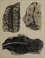 An illustration from A collection of geological facts and practical observations, intended to elucidate the formation of the Ashby Coal-field. In the parish of Ashby-de-la-Zouch and the neighbouring district; being the result of forty years' esperience and research / By Edward Mammatt. Illustrated by a map and profiles, coloured sections of the stratification and one hundred and two plates of vegetable fossils, after drewings taken from nature, by Robert Ironmonger. (1834)