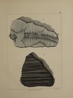 An illustration from A collection of geological facts and practical observations, intended to elucidate the formation of the Ashby Coal-field. In the parish of Ashby-de-la-Zouch and the neighbouring district; being the result of forty years' esperience and research / By Edward Mammatt. Illustrated by a map and profiles, coloured sections of the stratification and one hundred and two plates of vegetable fossils, after drewings taken from nature, by Robert Ironmonger. (1834)