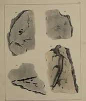 An illustration from A collection of geological facts and practical observations, intended to elucidate the formation of the Ashby Coal-field. In the parish of Ashby-de-la-Zouch and the neighbouring district; being the result of forty years' esperience and research / By Edward Mammatt. Illustrated by a map and profiles, coloured sections of the stratification and one hundred and two plates of vegetable fossils, after drewings taken from nature, by Robert Ironmonger. (1834)
