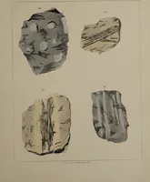 An illustration from A collection of geological facts and practical observations, intended to elucidate the formation of the Ashby Coal-field. In the parish of Ashby-de-la-Zouch and the neighbouring district; being the result of forty years' esperience and research / By Edward Mammatt. Illustrated by a map and profiles, coloured sections of the stratification and one hundred and two plates of vegetable fossils, after drewings taken from nature, by Robert Ironmonger. (1834)