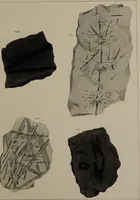 An illustration from A collection of geological facts and practical observations, intended to elucidate the formation of the Ashby Coal-field. In the parish of Ashby-de-la-Zouch and the neighbouring district; being the result of forty years' esperience and research / By Edward Mammatt. Illustrated by a map and profiles, coloured sections of the stratification and one hundred and two plates of vegetable fossils, after drewings taken from nature, by Robert Ironmonger. (1834)
