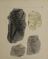 An illustration from A collection of geological facts and practical observations, intended to elucidate the formation of the Ashby Coal-field. In the parish of Ashby-de-la-Zouch and the neighbouring district; being the result of forty years' esperience and research / By Edward Mammatt. Illustrated by a map and profiles, coloured sections of the stratification and one hundred and two plates of vegetable fossils, after drewings taken from nature, by Robert Ironmonger. (1834)