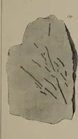 An illustration from A collection of geological facts and practical observations, intended to elucidate the formation of the Ashby Coal-field. In the parish of Ashby-de-la-Zouch and the neighbouring district; being the result of forty years' esperience and research / By Edward Mammatt. Illustrated by a map and profiles, coloured sections of the stratification and one hundred and two plates of vegetable fossils, after drewings taken from nature, by Robert Ironmonger. (1834)
