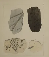 An illustration from A collection of geological facts and practical observations, intended to elucidate the formation of the Ashby Coal-field. In the parish of Ashby-de-la-Zouch and the neighbouring district; being the result of forty years' esperience and research / By Edward Mammatt. Illustrated by a map and profiles, coloured sections of the stratification and one hundred and two plates of vegetable fossils, after drewings taken from nature, by Robert Ironmonger. (1834)