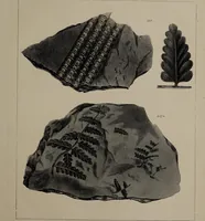 An illustration from A collection of geological facts and practical observations, intended to elucidate the formation of the Ashby Coal-field. In the parish of Ashby-de-la-Zouch and the neighbouring district; being the result of forty years' esperience and research / By Edward Mammatt. Illustrated by a map and profiles, coloured sections of the stratification and one hundred and two plates of vegetable fossils, after drewings taken from nature, by Robert Ironmonger. (1834)