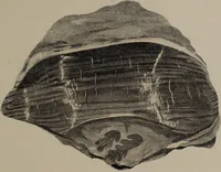 An illustration from A collection of geological facts and practical observations, intended to elucidate the formation of the Ashby Coal-field. In the parish of Ashby-de-la-Zouch and the neighbouring district; being the result of forty years' esperience and research / By Edward Mammatt. Illustrated by a map and profiles, coloured sections of the stratification and one hundred and two plates of vegetable fossils, after drewings taken from nature, by Robert Ironmonger. (1834)