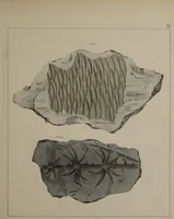 An illustration from A collection of geological facts and practical observations, intended to elucidate the formation of the Ashby Coal-field. In the parish of Ashby-de-la-Zouch and the neighbouring district; being the result of forty years' esperience and research / By Edward Mammatt. Illustrated by a map and profiles, coloured sections of the stratification and one hundred and two plates of vegetable fossils, after drewings taken from nature, by Robert Ironmonger. (1834)