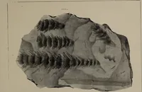 An illustration from A collection of geological facts and practical observations, intended to elucidate the formation of the Ashby Coal-field. In the parish of Ashby-de-la-Zouch and the neighbouring district; being the result of forty years' esperience and research / By Edward Mammatt. Illustrated by a map and profiles, coloured sections of the stratification and one hundred and two plates of vegetable fossils, after drewings taken from nature, by Robert Ironmonger. (1834)