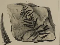 An illustration from A collection of geological facts and practical observations, intended to elucidate the formation of the Ashby Coal-field. In the parish of Ashby-de-la-Zouch and the neighbouring district; being the result of forty years' esperience and research / By Edward Mammatt. Illustrated by a map and profiles, coloured sections of the stratification and one hundred and two plates of vegetable fossils, after drewings taken from nature, by Robert Ironmonger. (1834)