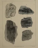 An illustration from A collection of geological facts and practical observations, intended to elucidate the formation of the Ashby Coal-field. In the parish of Ashby-de-la-Zouch and the neighbouring district; being the result of forty years' esperience and research / By Edward Mammatt. Illustrated by a map and profiles, coloured sections of the stratification and one hundred and two plates of vegetable fossils, after drewings taken from nature, by Robert Ironmonger. (1834)