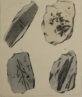 An illustration from A collection of geological facts and practical observations, intended to elucidate the formation of the Ashby Coal-field. In the parish of Ashby-de-la-Zouch and the neighbouring district; being the result of forty years' esperience and research / By Edward Mammatt. Illustrated by a map and profiles, coloured sections of the stratification and one hundred and two plates of vegetable fossils, after drewings taken from nature, by Robert Ironmonger. (1834)