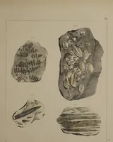 An illustration from A collection of geological facts and practical observations, intended to elucidate the formation of the Ashby Coal-field. In the parish of Ashby-de-la-Zouch and the neighbouring district; being the result of forty years' esperience and research / By Edward Mammatt. Illustrated by a map and profiles, coloured sections of the stratification and one hundred and two plates of vegetable fossils, after drewings taken from nature, by Robert Ironmonger. (1834)