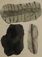 An illustration from A collection of geological facts and practical observations, intended to elucidate the formation of the Ashby Coal-field. In the parish of Ashby-de-la-Zouch and the neighbouring district; being the result of forty years' esperience and research / By Edward Mammatt. Illustrated by a map and profiles, coloured sections of the stratification and one hundred and two plates of vegetable fossils, after drewings taken from nature, by Robert Ironmonger. (1834)