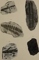 An illustration from A collection of geological facts and practical observations, intended to elucidate the formation of the Ashby Coal-field. In the parish of Ashby-de-la-Zouch and the neighbouring district; being the result of forty years' esperience and research / By Edward Mammatt. Illustrated by a map and profiles, coloured sections of the stratification and one hundred and two plates of vegetable fossils, after drewings taken from nature, by Robert Ironmonger. (1834)