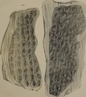 An illustration from A collection of geological facts and practical observations, intended to elucidate the formation of the Ashby Coal-field. In the parish of Ashby-de-la-Zouch and the neighbouring district; being the result of forty years' esperience and research / By Edward Mammatt. Illustrated by a map and profiles, coloured sections of the stratification and one hundred and two plates of vegetable fossils, after drewings taken from nature, by Robert Ironmonger. (1834)