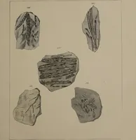 An illustration from A collection of geological facts and practical observations, intended to elucidate the formation of the Ashby Coal-field. In the parish of Ashby-de-la-Zouch and the neighbouring district; being the result of forty years' esperience and research / By Edward Mammatt. Illustrated by a map and profiles, coloured sections of the stratification and one hundred and two plates of vegetable fossils, after drewings taken from nature, by Robert Ironmonger. (1834)