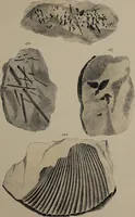 An illustration from A collection of geological facts and practical observations, intended to elucidate the formation of the Ashby Coal-field. In the parish of Ashby-de-la-Zouch and the neighbouring district; being the result of forty years' esperience and research / By Edward Mammatt. Illustrated by a map and profiles, coloured sections of the stratification and one hundred and two plates of vegetable fossils, after drewings taken from nature, by Robert Ironmonger. (1834)