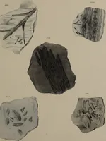 An illustration from A collection of geological facts and practical observations, intended to elucidate the formation of the Ashby Coal-field. In the parish of Ashby-de-la-Zouch and the neighbouring district; being the result of forty years' esperience and research / By Edward Mammatt. Illustrated by a map and profiles, coloured sections of the stratification and one hundred and two plates of vegetable fossils, after drewings taken from nature, by Robert Ironmonger. (1834)
