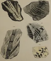 An illustration from A collection of geological facts and practical observations, intended to elucidate the formation of the Ashby Coal-field. In the parish of Ashby-de-la-Zouch and the neighbouring district; being the result of forty years' esperience and research / By Edward Mammatt. Illustrated by a map and profiles, coloured sections of the stratification and one hundred and two plates of vegetable fossils, after drewings taken from nature, by Robert Ironmonger. (1834)