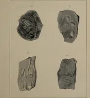 An illustration from A collection of geological facts and practical observations, intended to elucidate the formation of the Ashby Coal-field. In the parish of Ashby-de-la-Zouch and the neighbouring district; being the result of forty years' esperience and research / By Edward Mammatt. Illustrated by a map and profiles, coloured sections of the stratification and one hundred and two plates of vegetable fossils, after drewings taken from nature, by Robert Ironmonger. (1834)