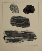 An illustration from A collection of geological facts and practical observations, intended to elucidate the formation of the Ashby Coal-field. In the parish of Ashby-de-la-Zouch and the neighbouring district; being the result of forty years' esperience and research / By Edward Mammatt. Illustrated by a map and profiles, coloured sections of the stratification and one hundred and two plates of vegetable fossils, after drewings taken from nature, by Robert Ironmonger. (1834)