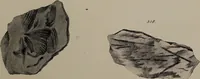 An illustration from A collection of geological facts and practical observations, intended to elucidate the formation of the Ashby Coal-field. In the parish of Ashby-de-la-Zouch and the neighbouring district; being the result of forty years' esperience and research / By Edward Mammatt. Illustrated by a map and profiles, coloured sections of the stratification and one hundred and two plates of vegetable fossils, after drewings taken from nature, by Robert Ironmonger. (1834)