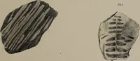 An illustration from A collection of geological facts and practical observations, intended to elucidate the formation of the Ashby Coal-field. In the parish of Ashby-de-la-Zouch and the neighbouring district; being the result of forty years' esperience and research / By Edward Mammatt. Illustrated by a map and profiles, coloured sections of the stratification and one hundred and two plates of vegetable fossils, after drewings taken from nature, by Robert Ironmonger. (1834)