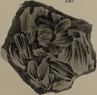 An illustration from A collection of geological facts and practical observations, intended to elucidate the formation of the Ashby Coal-field. In the parish of Ashby-de-la-Zouch and the neighbouring district; being the result of forty years' esperience and research / By Edward Mammatt. Illustrated by a map and profiles, coloured sections of the stratification and one hundred and two plates of vegetable fossils, after drewings taken from nature, by Robert Ironmonger. (1834)