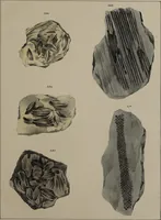 An illustration from A collection of geological facts and practical observations, intended to elucidate the formation of the Ashby Coal-field. In the parish of Ashby-de-la-Zouch and the neighbouring district; being the result of forty years' esperience and research / By Edward Mammatt. Illustrated by a map and profiles, coloured sections of the stratification and one hundred and two plates of vegetable fossils, after drewings taken from nature, by Robert Ironmonger. (1834)