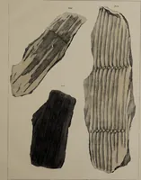 An illustration from A collection of geological facts and practical observations, intended to elucidate the formation of the Ashby Coal-field. In the parish of Ashby-de-la-Zouch and the neighbouring district; being the result of forty years' esperience and research / By Edward Mammatt. Illustrated by a map and profiles, coloured sections of the stratification and one hundred and two plates of vegetable fossils, after drewings taken from nature, by Robert Ironmonger. (1834)