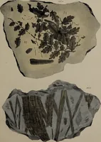 An illustration from A collection of geological facts and practical observations, intended to elucidate the formation of the Ashby Coal-field. In the parish of Ashby-de-la-Zouch and the neighbouring district; being the result of forty years' esperience and research / By Edward Mammatt. Illustrated by a map and profiles, coloured sections of the stratification and one hundred and two plates of vegetable fossils, after drewings taken from nature, by Robert Ironmonger. (1834)